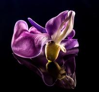 impressively beautiful Blossom