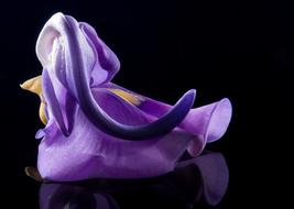 purple legume Flower upside down