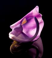 macro photo of a purple orchid bud