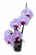Beautiful orchid plant with violet and white flowers in the pot at white background