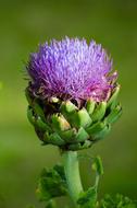 inflorescence of thistle close-up on a blurred background