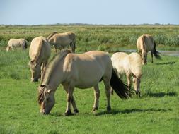 Horse Pasture in Denmark