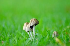 mushrooms on green grass in blurred background