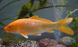 japanese Carp Koi Fish Pond