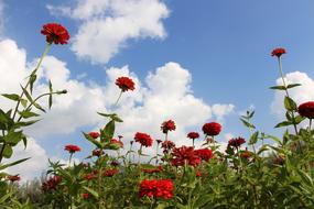Flowers Red Flowery Sky