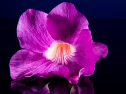 Beautiful purple, white and red flower with reflection