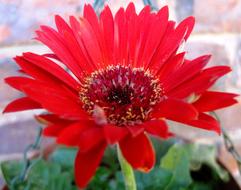 wonderful Flower Daisy Baberton