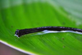 Log Of Leaf at Rain Stained Water