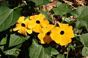 incredibly beautiful Black-Eyed Susan Vine