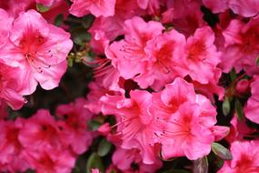 fabulous Rhododenron Pink