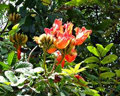 African Tulip, Fountain Tree blooming in wild, india, dharwad