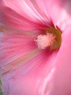 Mallow Pink Close Up flowers