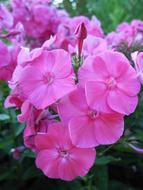 wonderful Flowers Pink