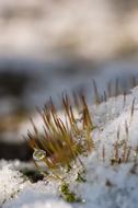 grass in snow in a blurred background