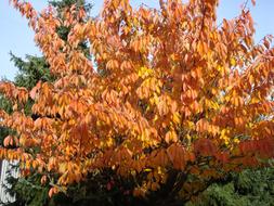 Autumn Leaves Golden branches