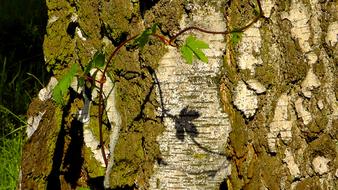 Leaves' Shadow On The Three