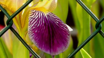 perfect purple flower