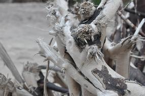 The Roots Of Dry close-up in monochrome