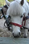 white Head Of A Horse