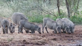 Warthogs Pigs in Africa