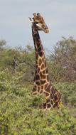 Giraffe Safari Africa