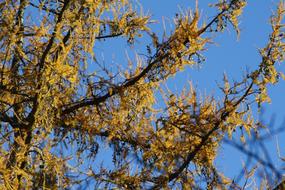 Larch Tree branches with Yellow foliage at sky