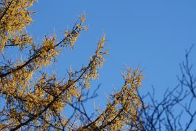 Larch Tree Yellow branches