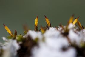 New Zealand Moss at Winter