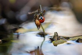 Close-up of the colorful and beautiful ladybug on the plant with leaves, above the water, in the autumn