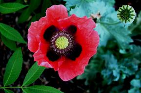 Red Open Poppy flower and unripe seed head