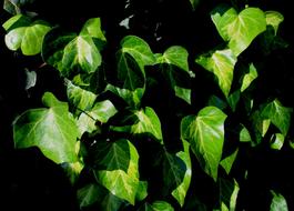 Beautiful, green ivy plants with leaves of different shades in sunlight and shadows