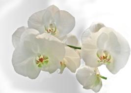 beautiful Orchid White