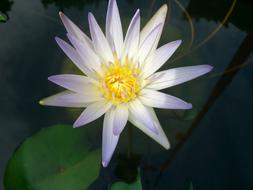 Flower Lily Water white