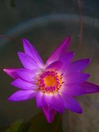 wonderful Flower Lily