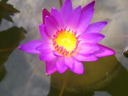 yellow Purple Lily Flower