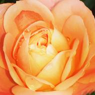 orange rose in dew drops close-up