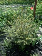 Beautiful and colorful Christmas tree with fence, among the other plants