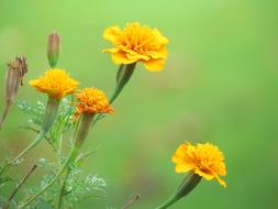 Flowers Yellow