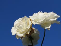 Close-up of the beautiful, blossoming, white and yellow rose flowers in sunlight, under the blue sky