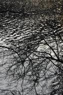 bare tree branches over the pond