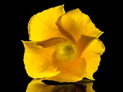 absolutely beautiful yellow Flower