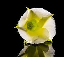 fabulous yellow white Flower