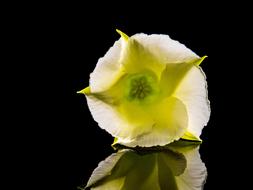 yellow white cute Flower