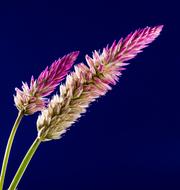 colorful spikes of grass
