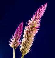 impressively beautiful Flower Wild