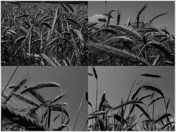 black and white, grain field collage