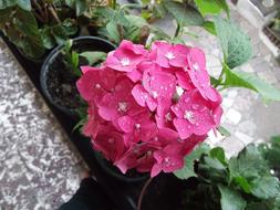 pink hydrangea in a pot