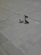 Three Beautiful pigeons in city