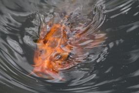 Fish Koi Carp
