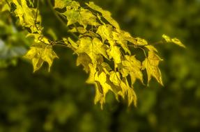 Autumn Tree Trees